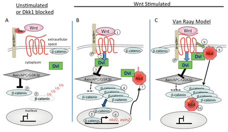 Figure A: Unstimulated or Dkk1 blocked, Figure B: Wnt stimulated pathway, Figure C: Van Raay Model of Nkd1 Function