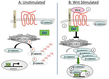 Canonical Wnt singling pathway, figure A is unstimulated and figure B is Wnt Stimulated